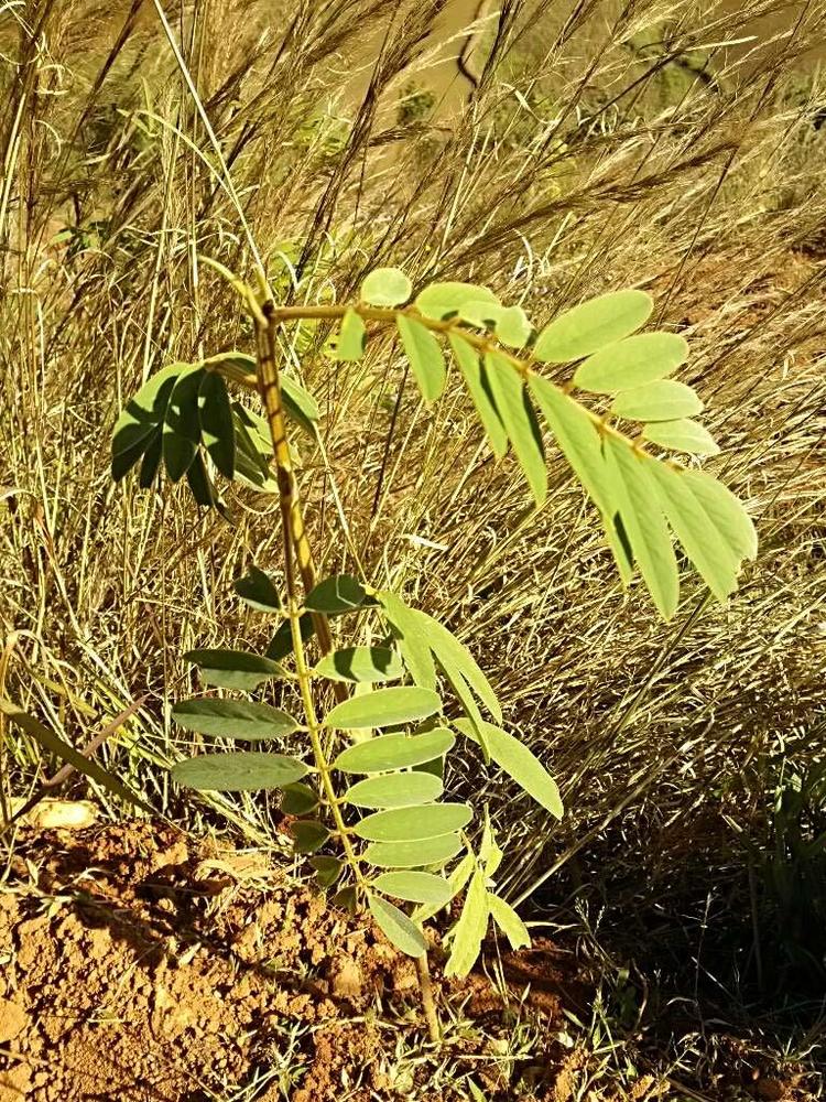 tree image