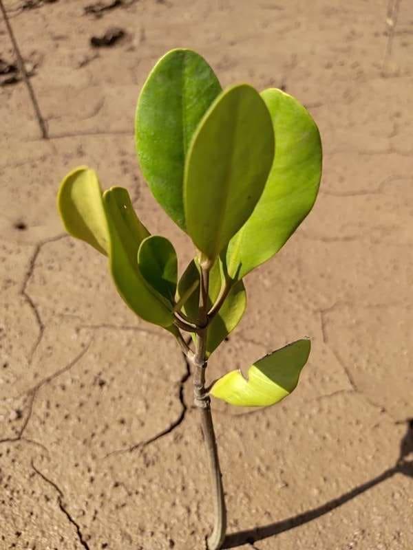 tree image