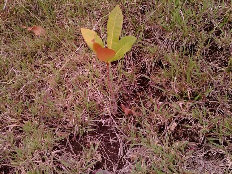 tree image