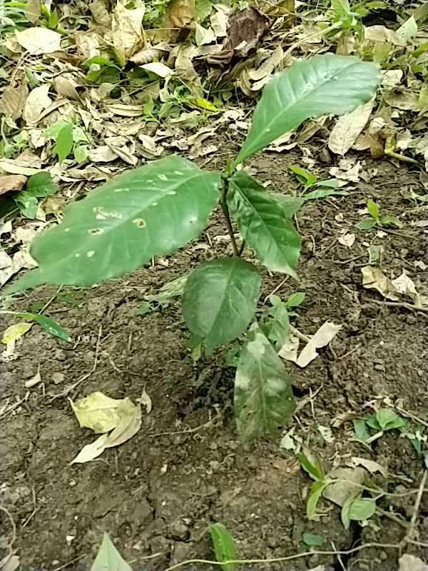 tree image