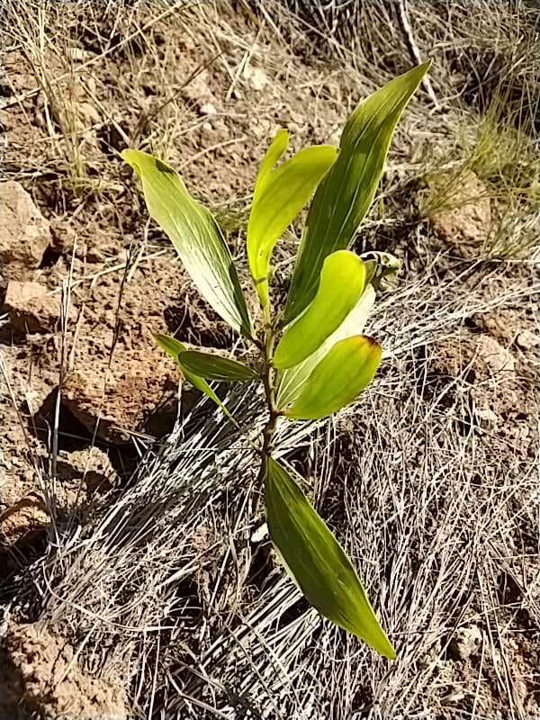 tree image