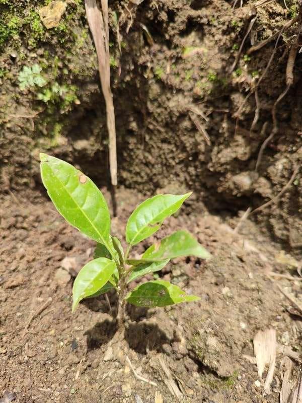 tree image