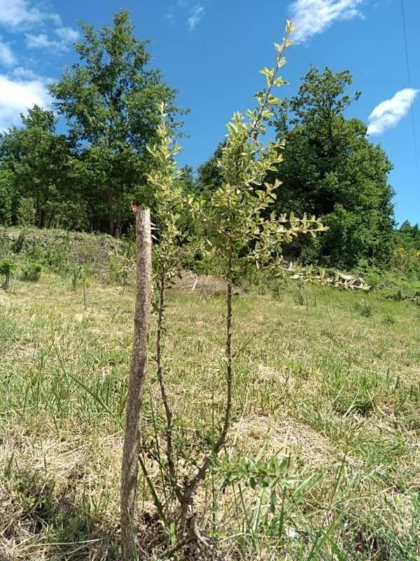 tree image