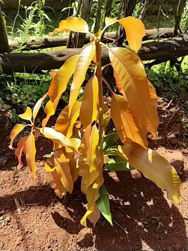 tree image