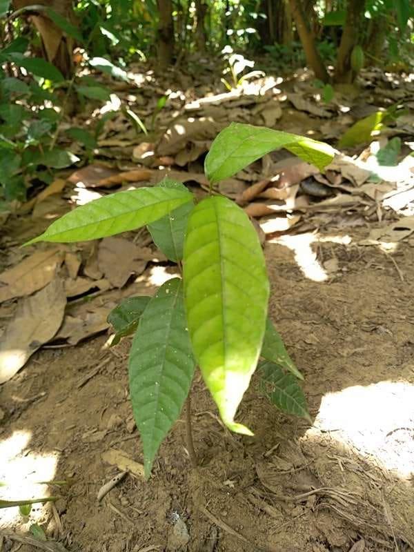 tree image