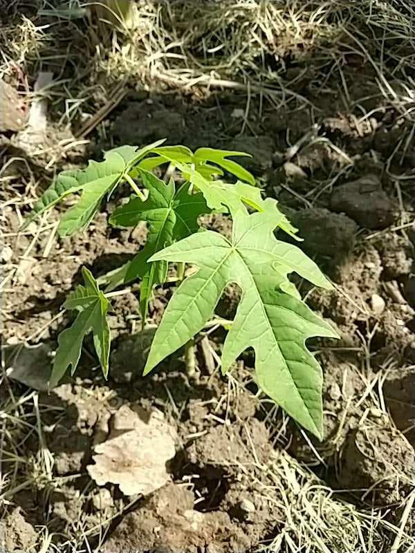 tree image