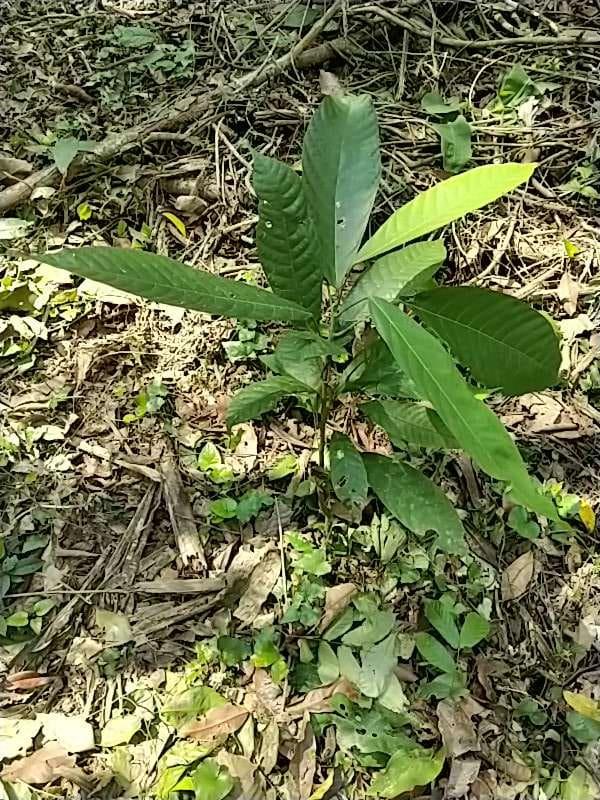 tree image