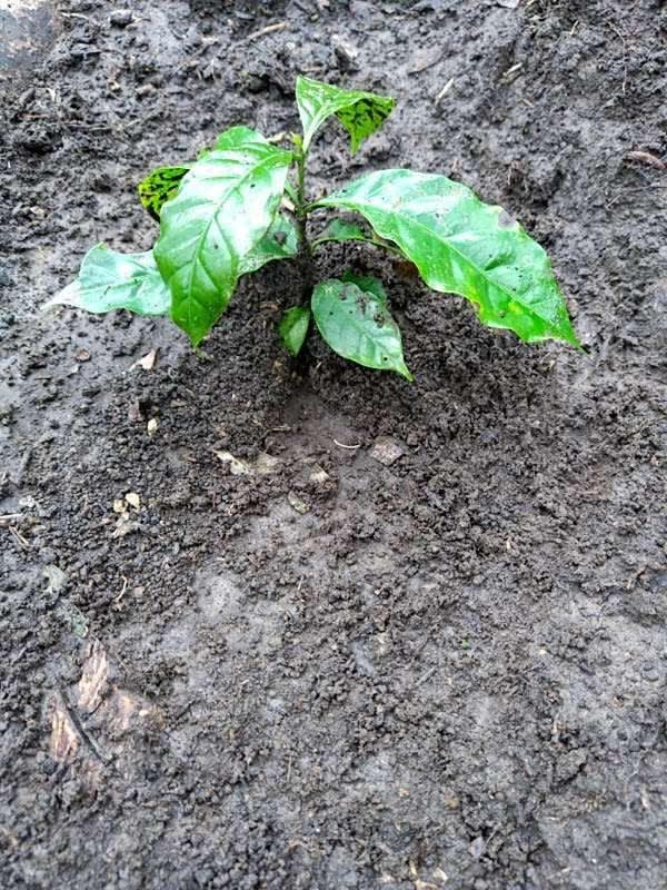 tree image