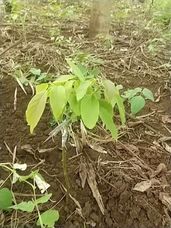 tree image