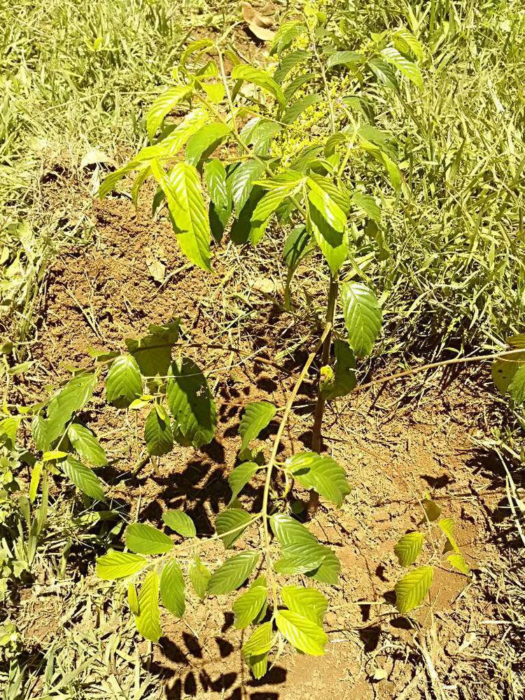 tree image