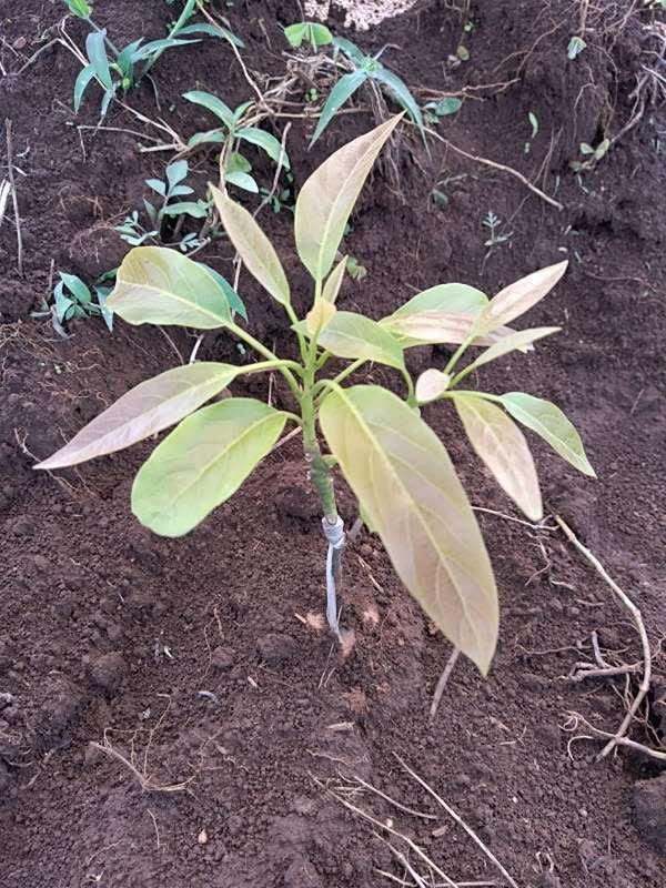 tree image