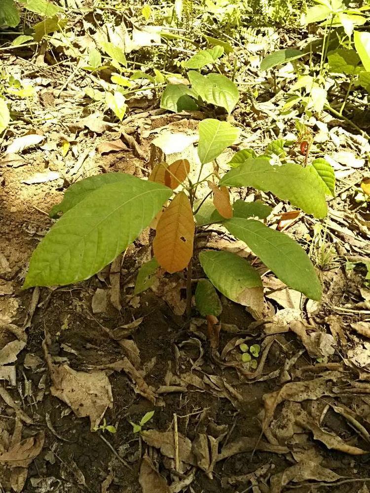 tree image