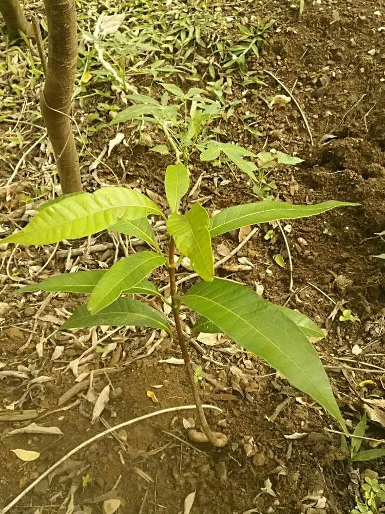 tree image