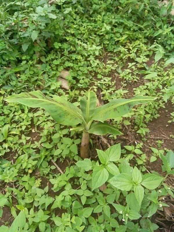 tree image