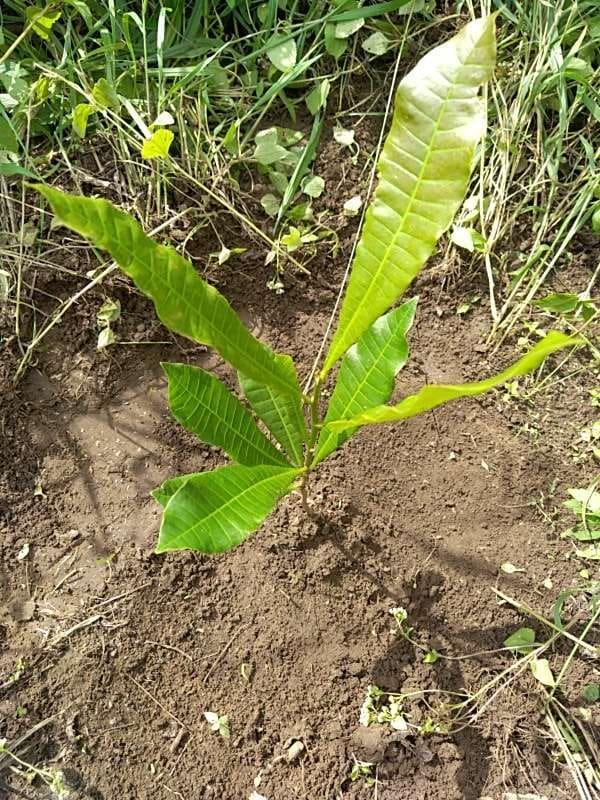 tree image