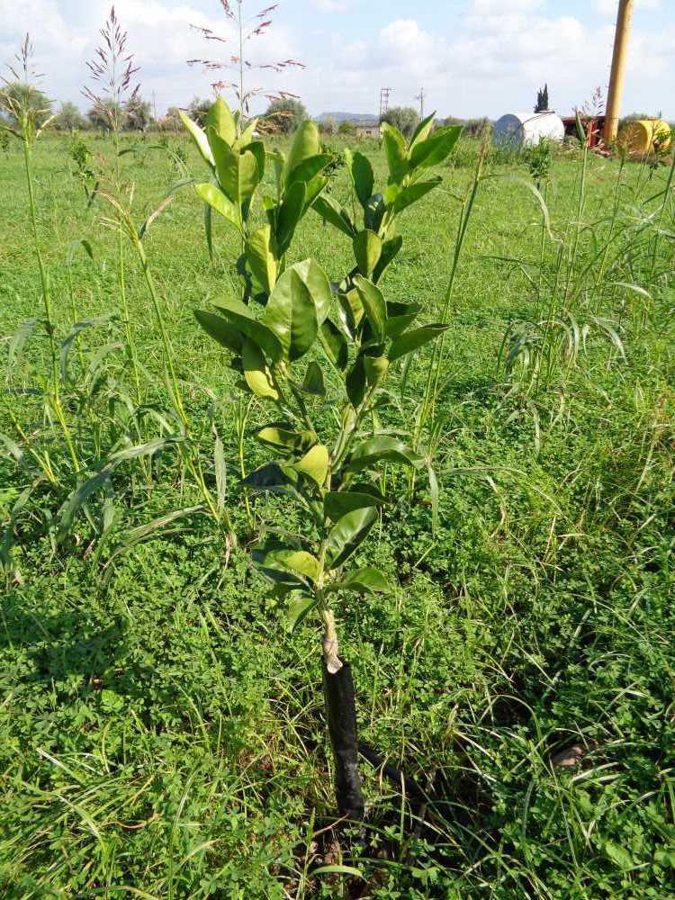 tree image