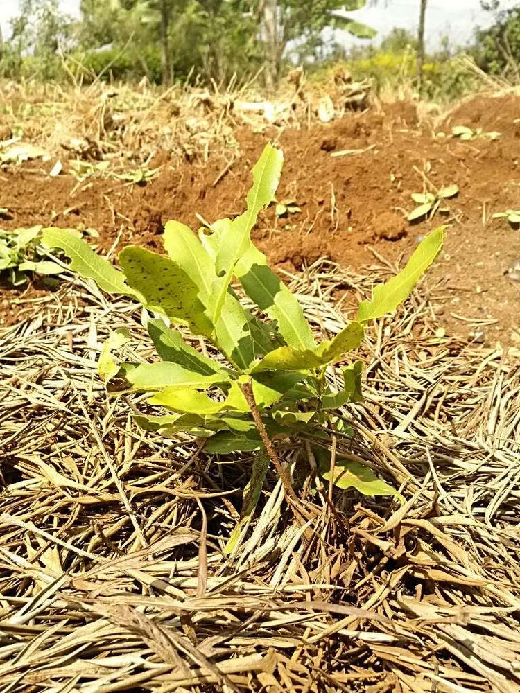 tree image