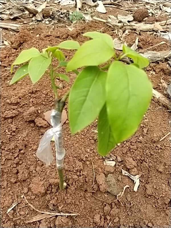 tree image