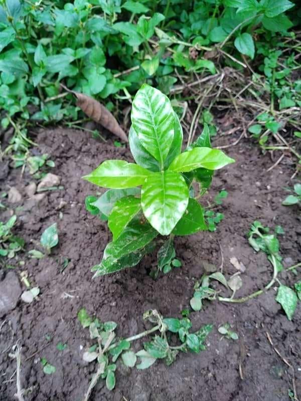tree image