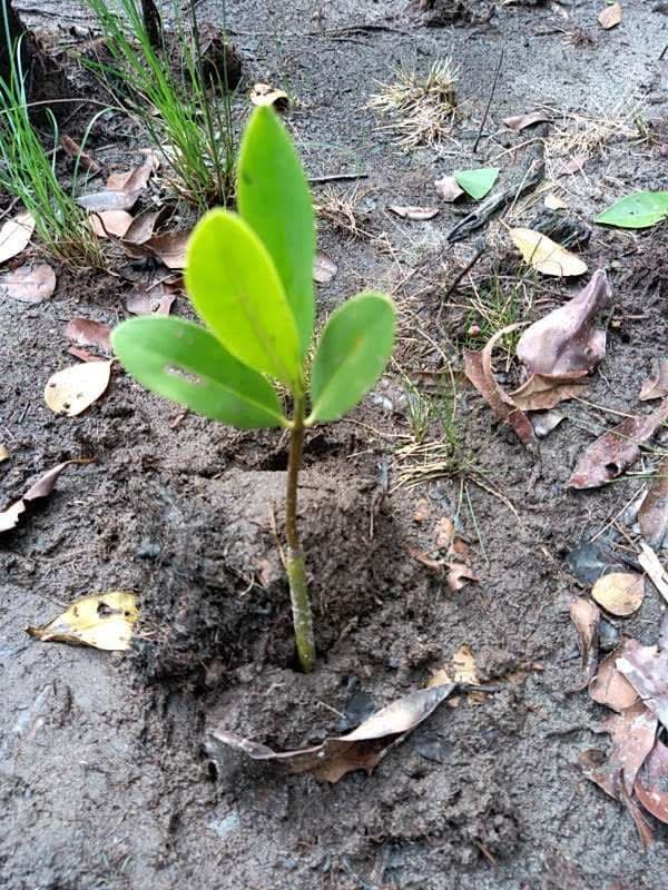 tree image