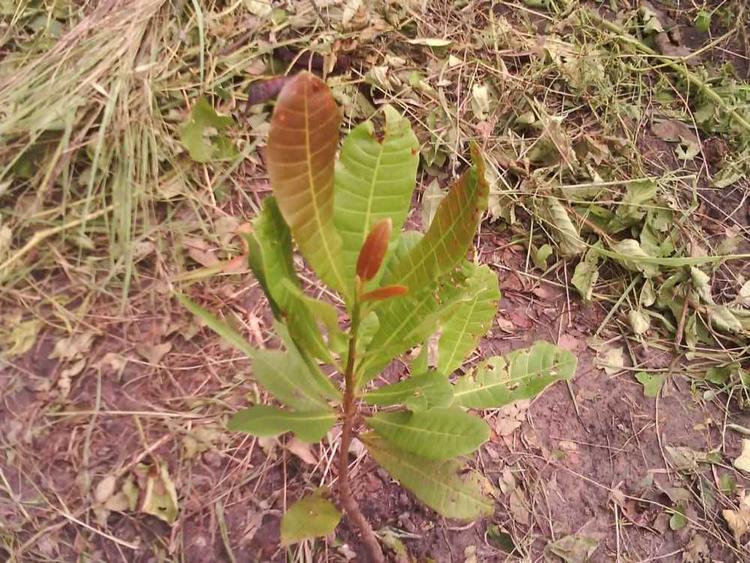 tree image