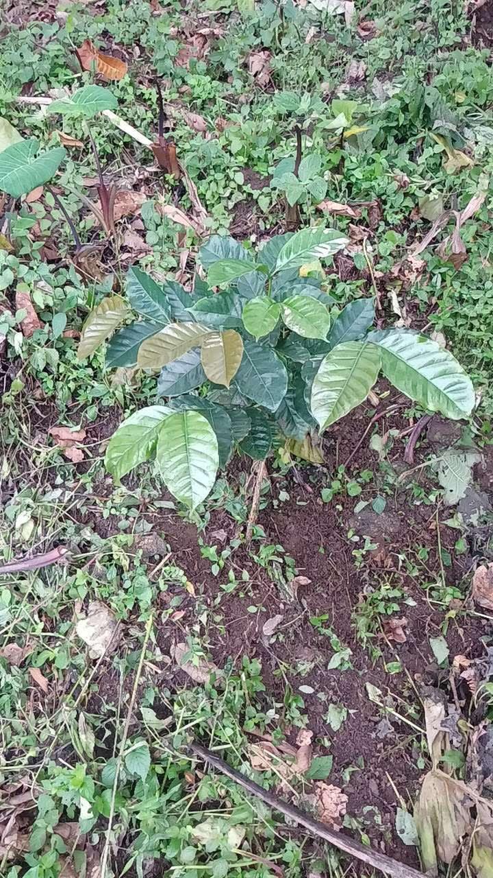 tree image