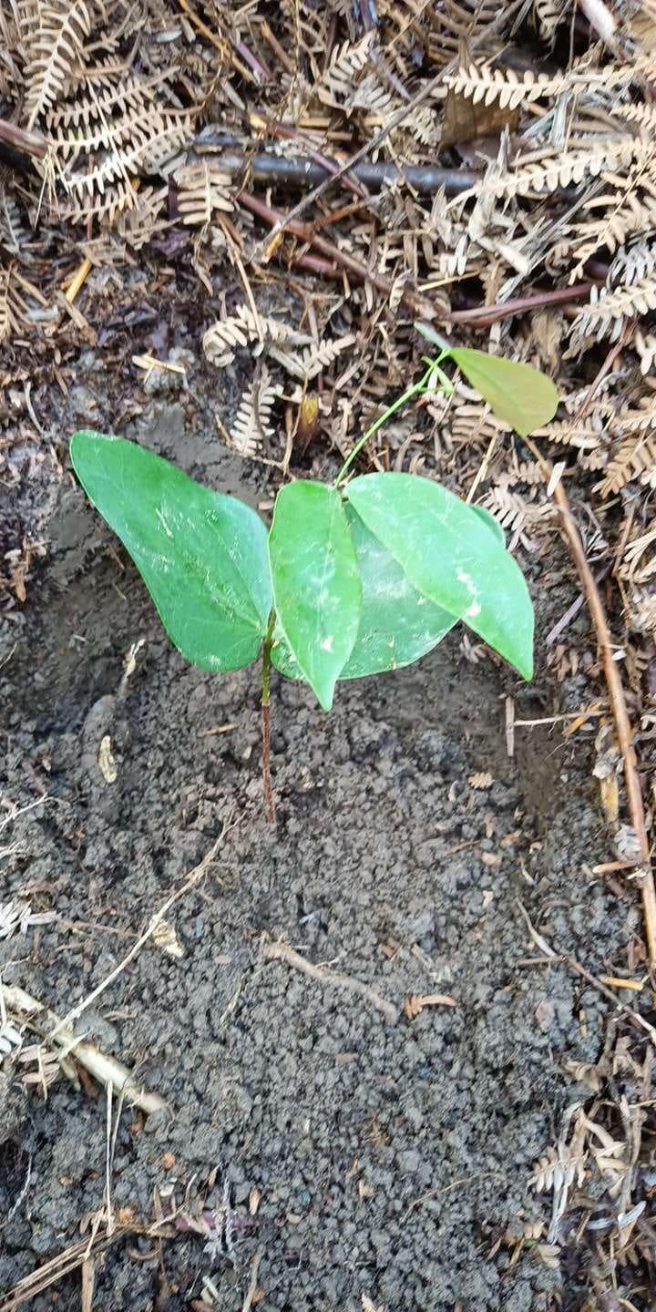 tree image