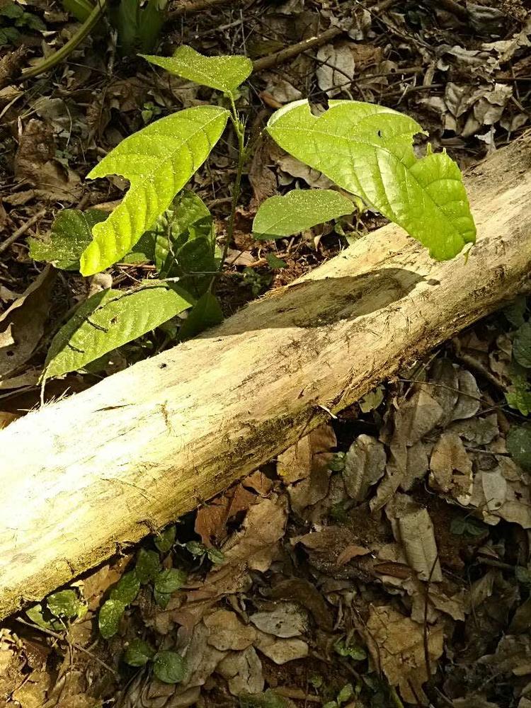 tree image