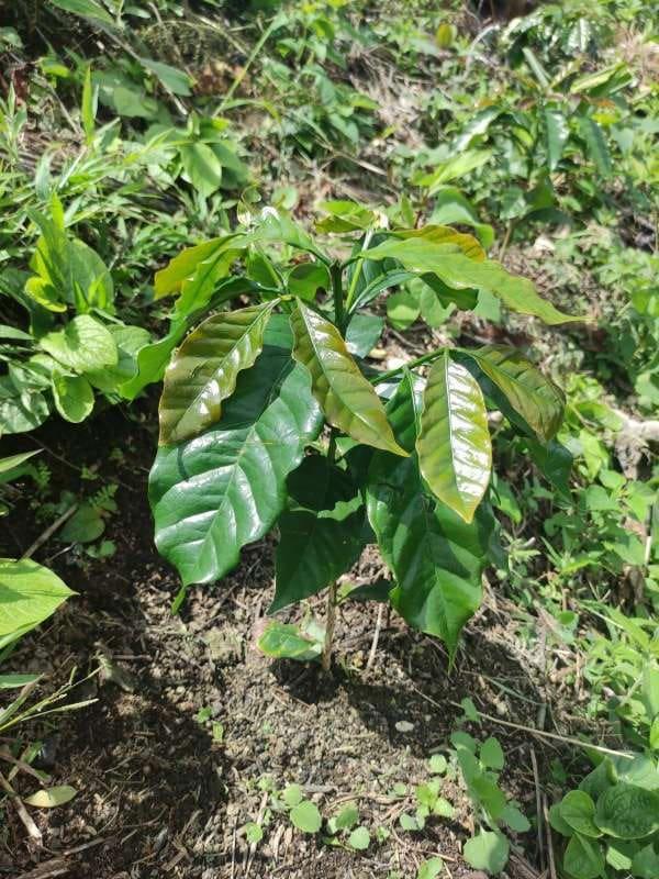 tree image