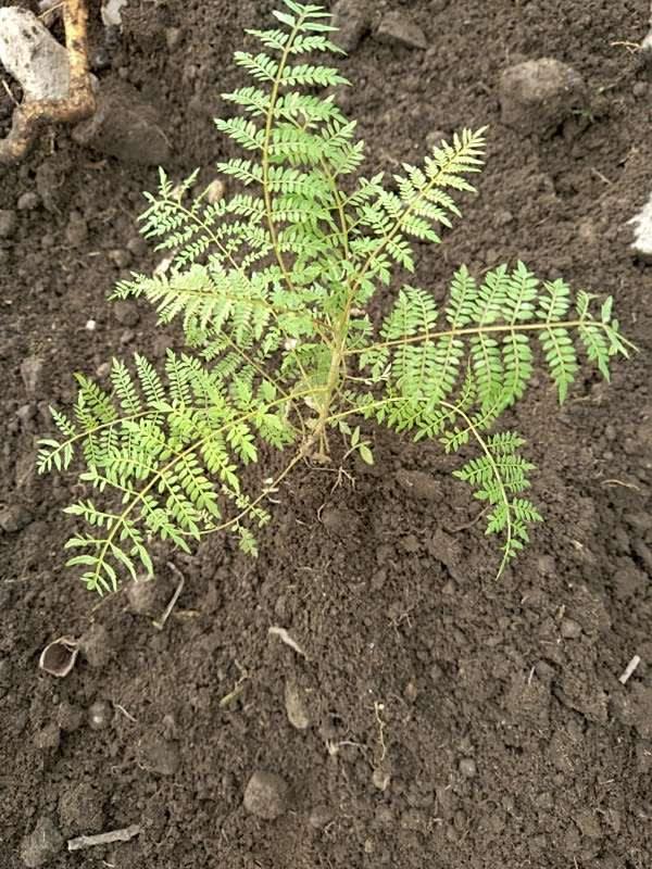 tree image