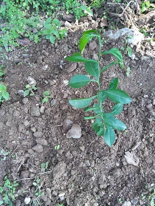 tree image