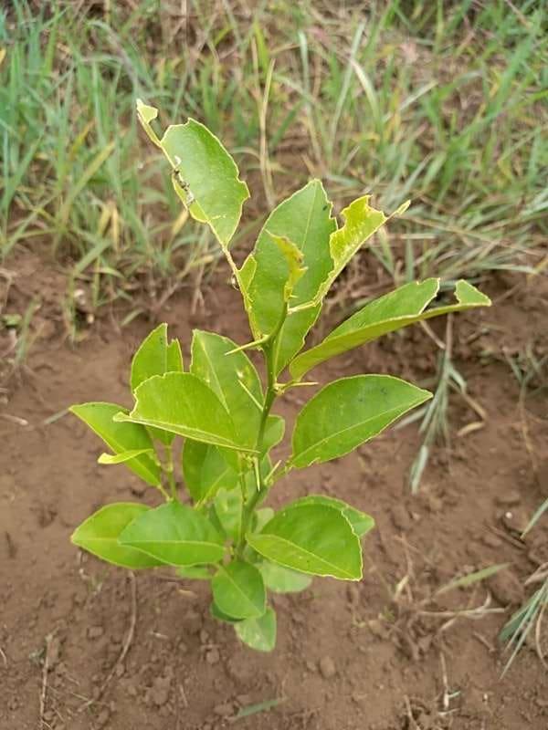 tree image