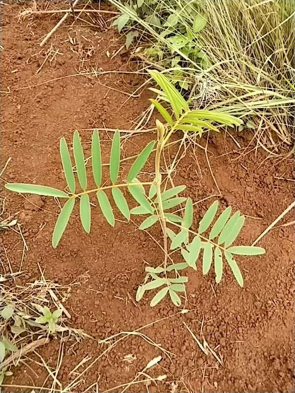 tree image