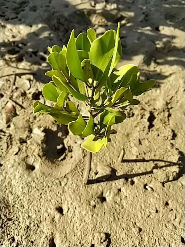 tree image