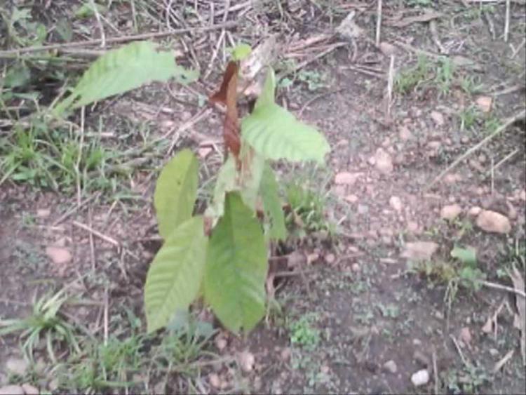 tree image