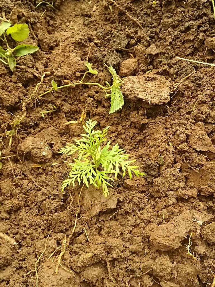 tree image