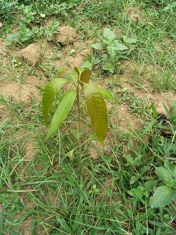 tree image