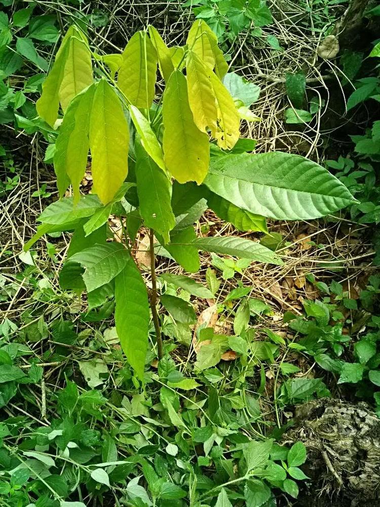 tree image