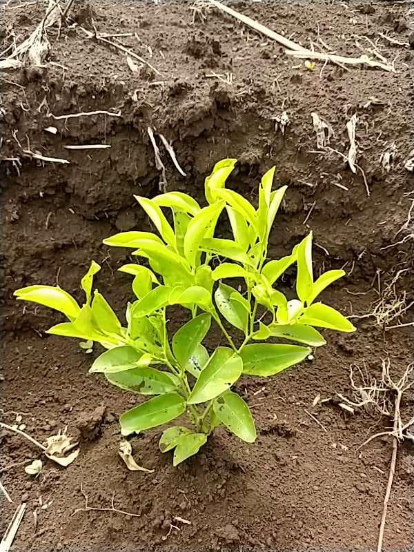 tree image