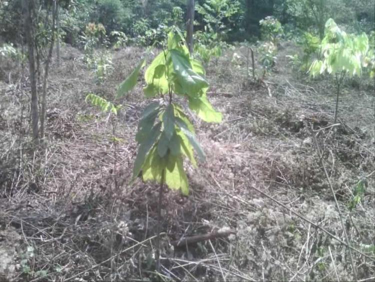 tree image