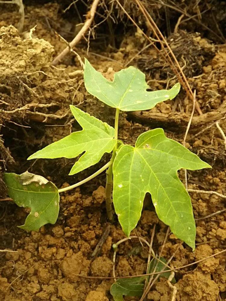 tree image