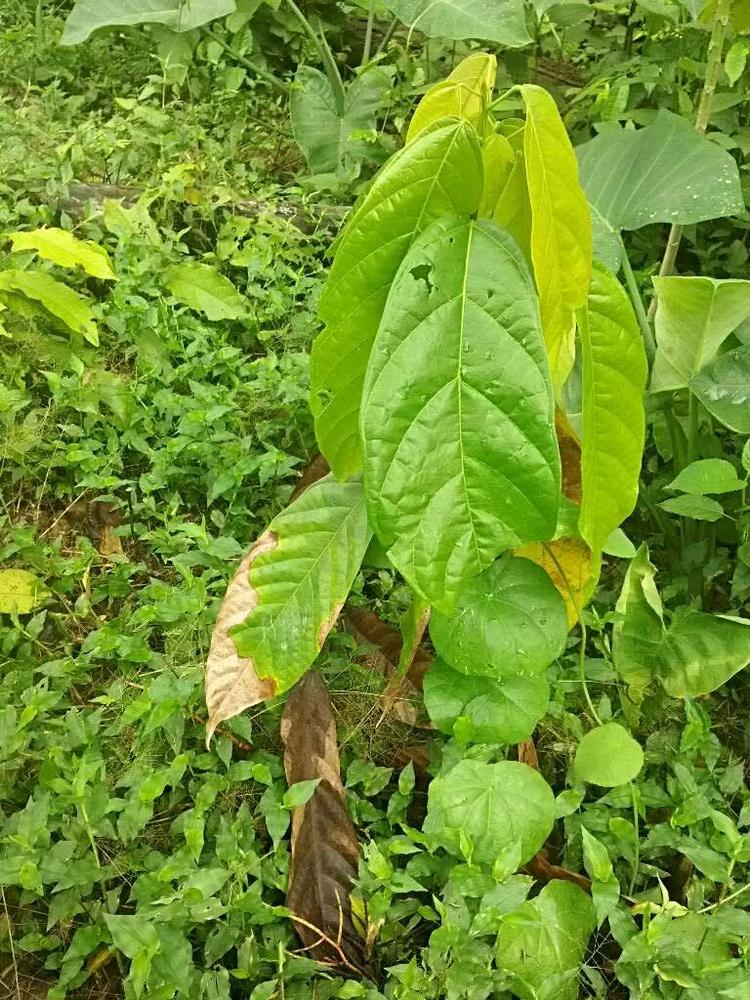 tree image