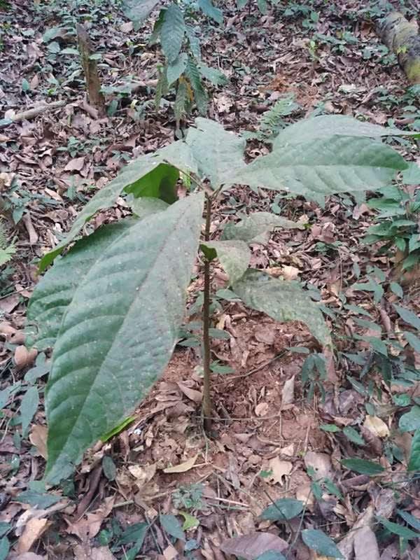 tree image