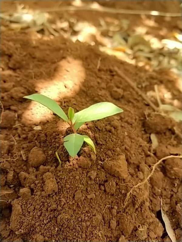 tree image