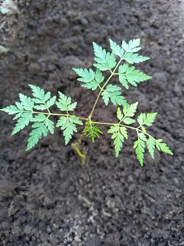 tree image