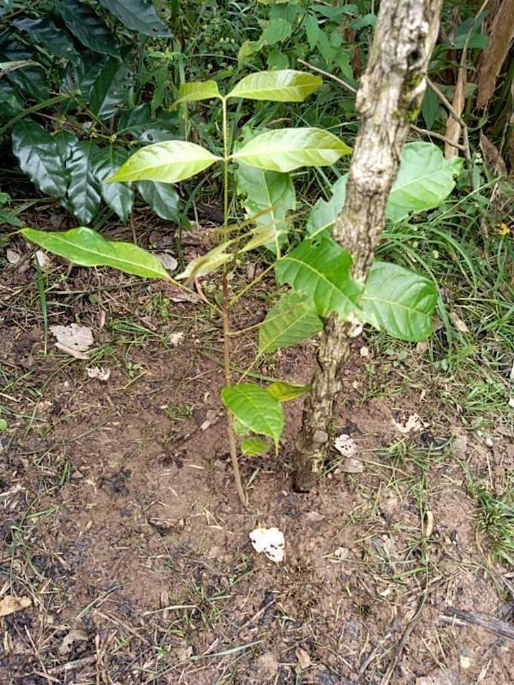 tree image