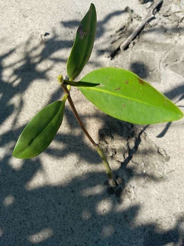 tree image