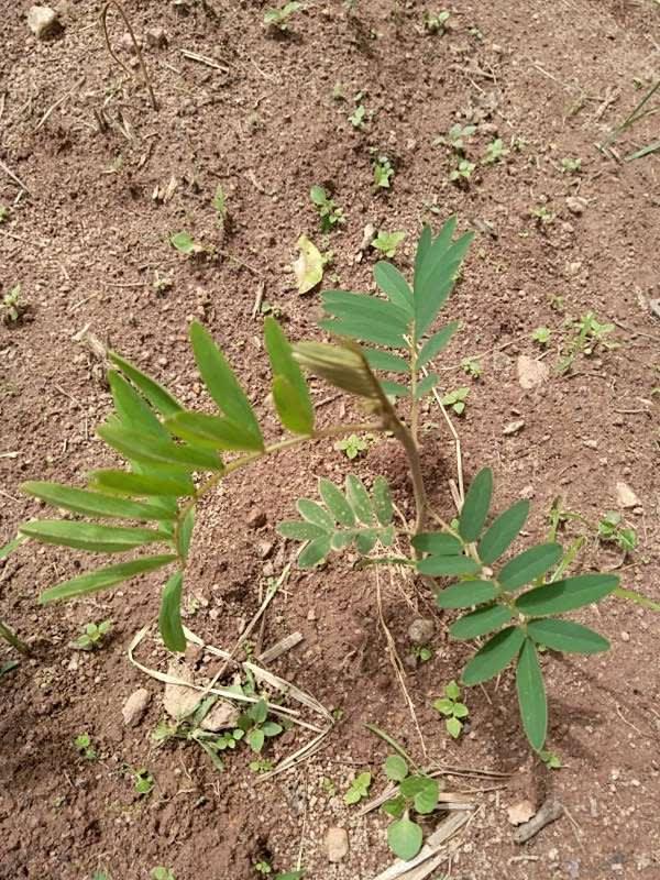 tree image