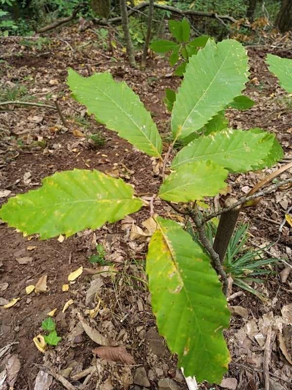 tree image