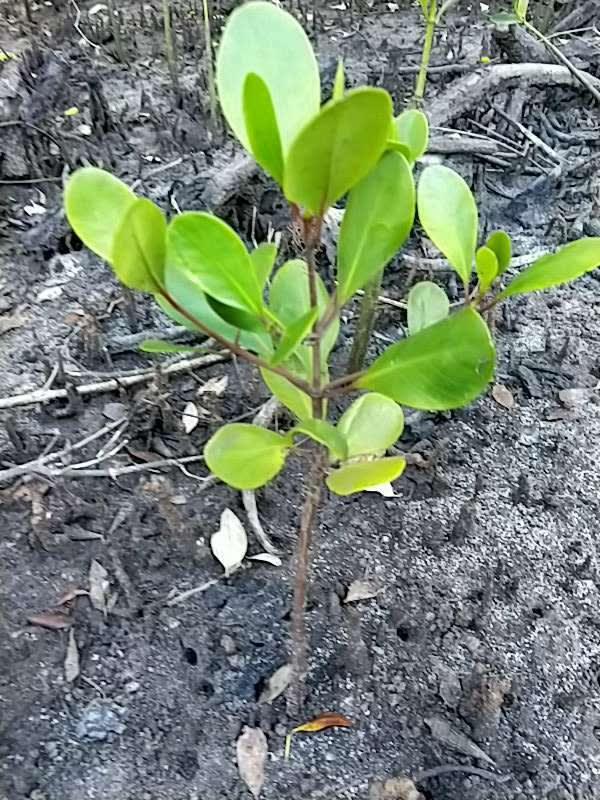 tree image